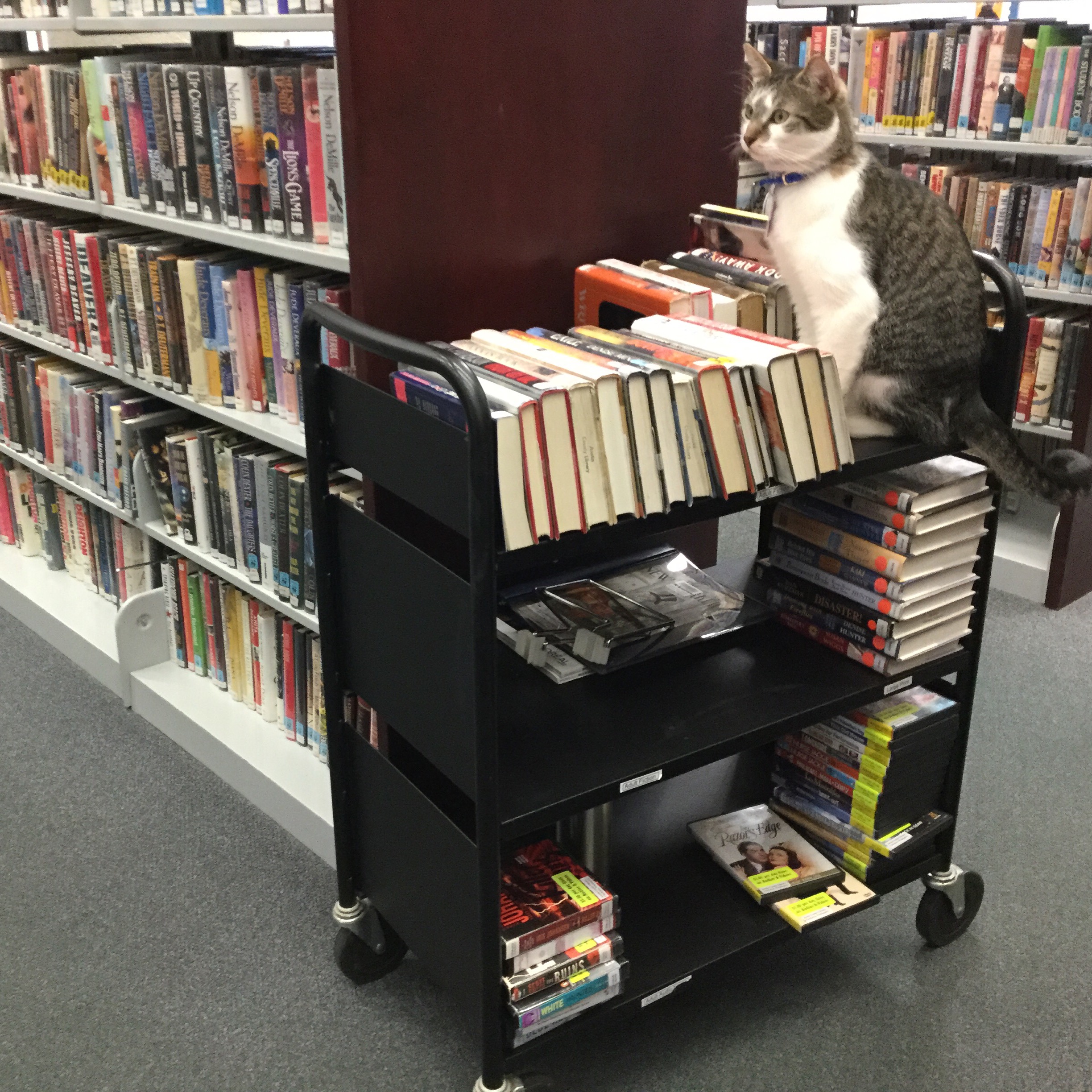 My Most Challenging Library Patron
